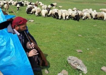 5 Bin Lira Aylıkla Çalışacak Çoban Bulamıyorlar