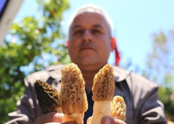 Altın Değerinde Mantar! Kilosu Bin Liradan Satılıyor