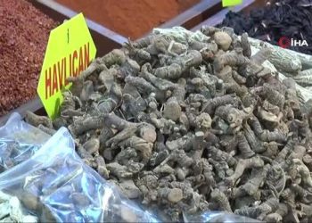 Bahar Nezlesinin Şifası Havlıcan”