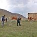 Baharla Gelen Lezzet: Kumi Kebabı