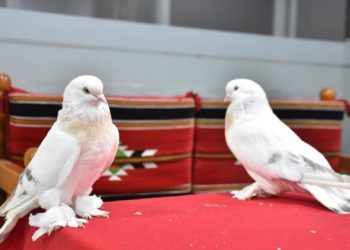 Bu Güvercinin Değeri Dudak Uçuklatıyor! 150 Bin Lira Teklif Eden Oldu