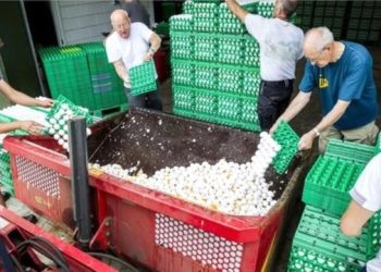 Hollanda’da Kanatlı Hayvan Yetiştiricilerinden ‘Zehirli Yumurta’ Davası