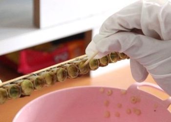 Kilosu Tam 6 Bin Lira! Üretici Taleplere Yetişemiyor