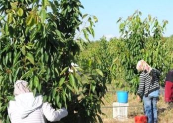 Kiraz İhracatında Hedef 300 Milyon Dolar