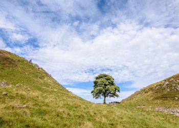 16 yaşındaki çocuk, Hollywood filmlerinde yer alan İngiltere’nin en ünlü ağacını kesti